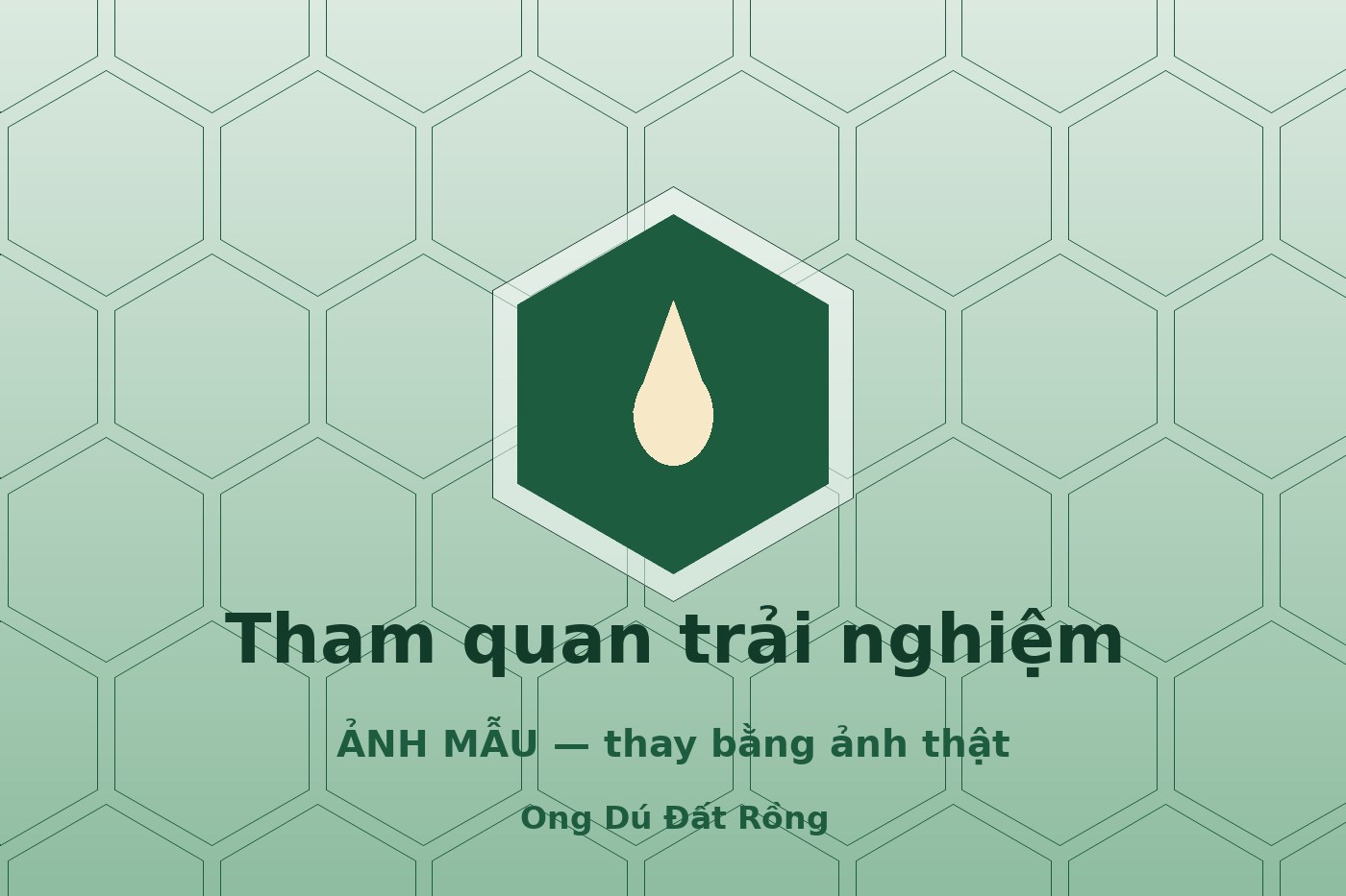 Tham quan farm ong dú Lâm Đồng: trải nghiệm "vuốt ve" đàn ong không ngòi đốt