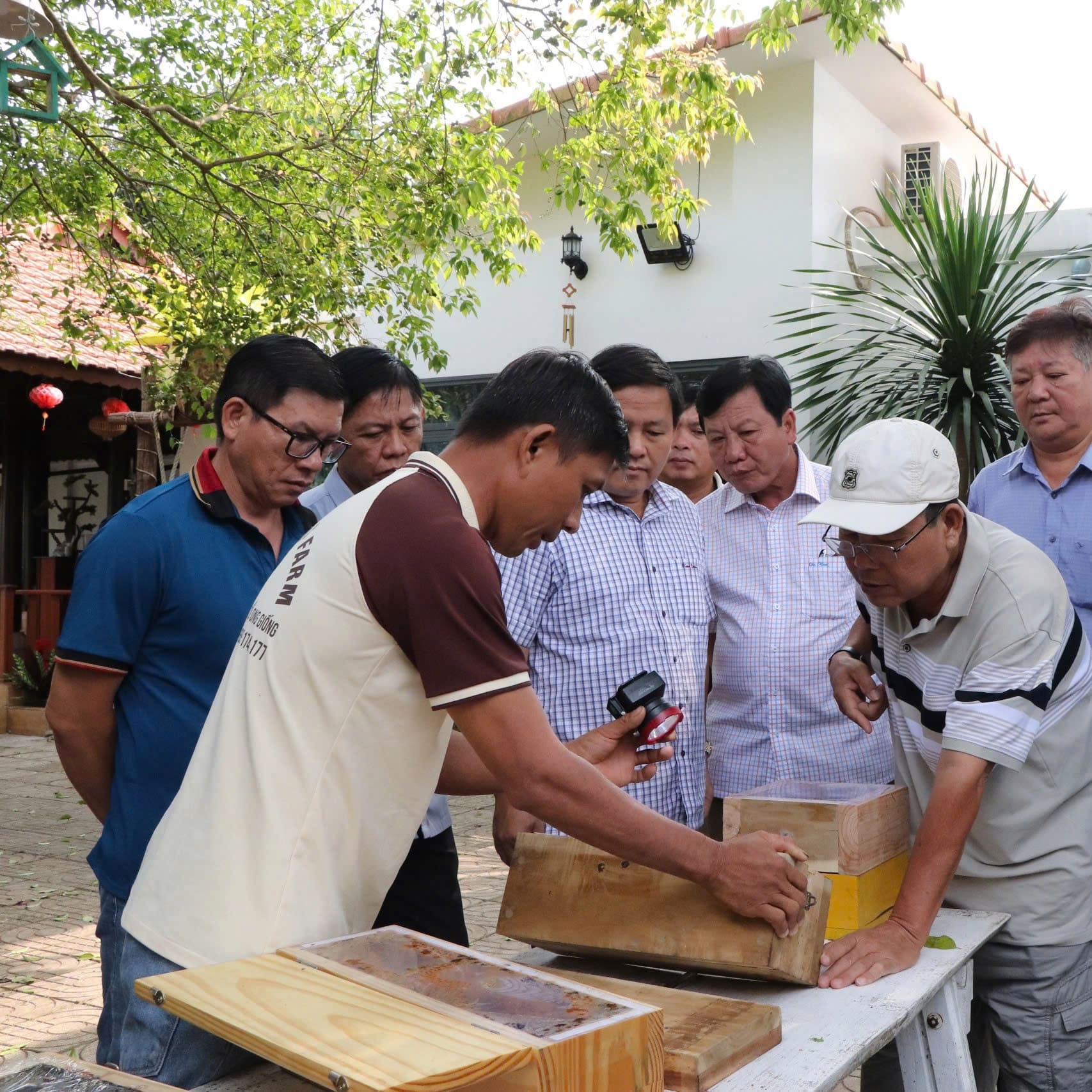 Kỹ thuật tách đàn ong dú: nhân giống mà không làm tổn thương tổ mẹ