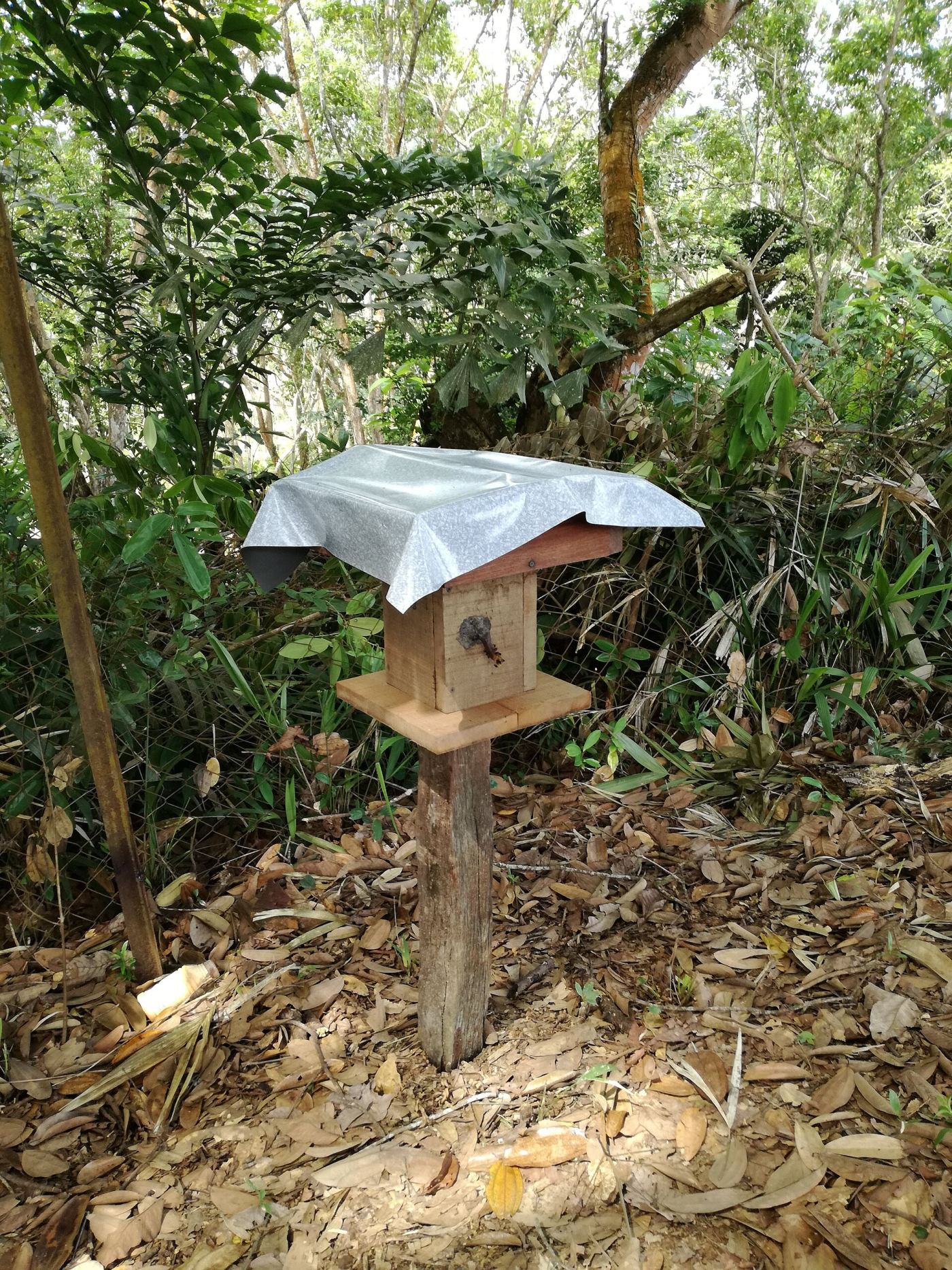 Tổ ong dú giống ODR-000004 (kèm QR truy xuất)